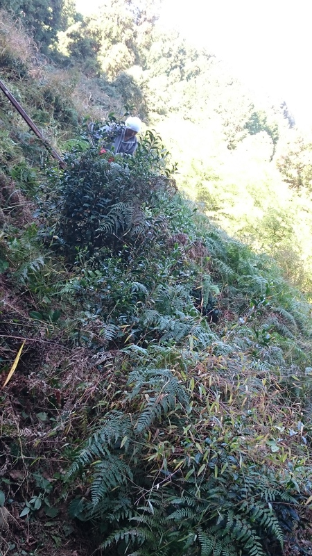 草取りや草刈りをしてます 草取りや草刈りをしてます