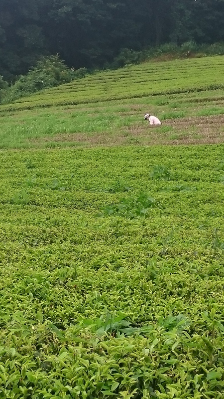 草取りや草刈りをしました。 草取りや草刈りをしました。