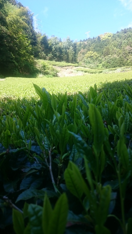 大代の畑で草刈り&草取りしてます。 大代の畑で草刈り&草取りしてます。