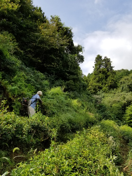 草取りをしました。 草取りをしました。