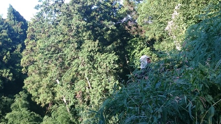 ボランティアさんと最後の草取りをしました。 ボランティアさんと最後の草取りをしました。