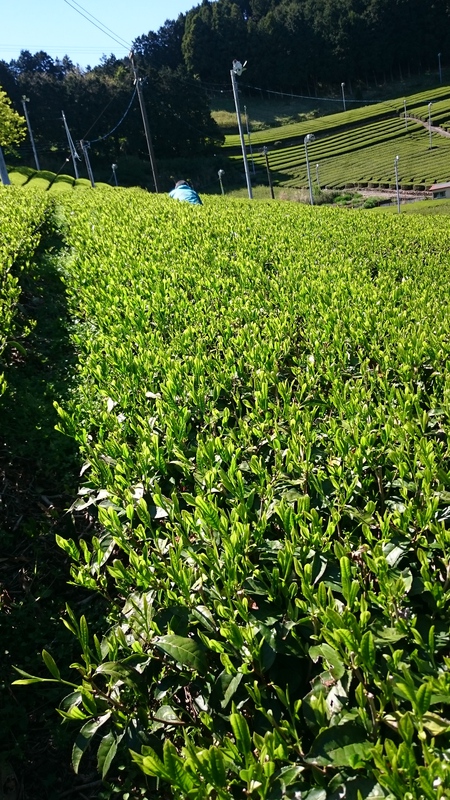 草取りと工場の掃除をしました。 草取りと工場の掃除をしました。