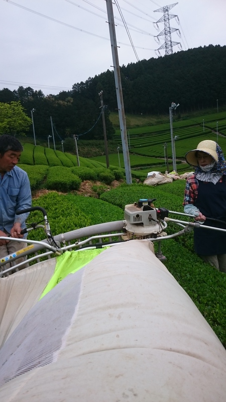 お茶刈りをしました。 お茶刈りをしました。