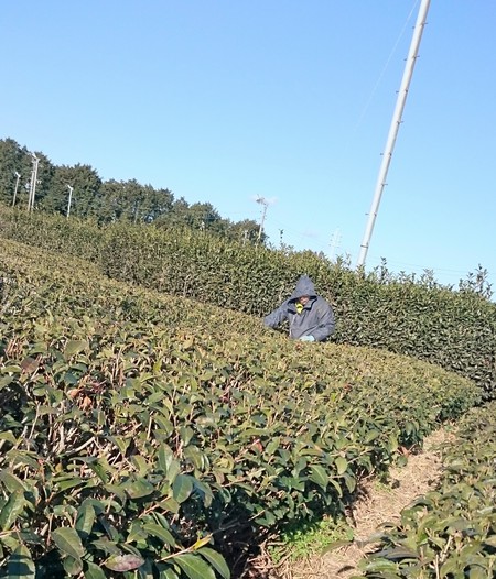 牧之原にある畑で草取りをしました。(2ヵ所目) 牧之原にある畑で草取りをしました。(2ヵ所目)
