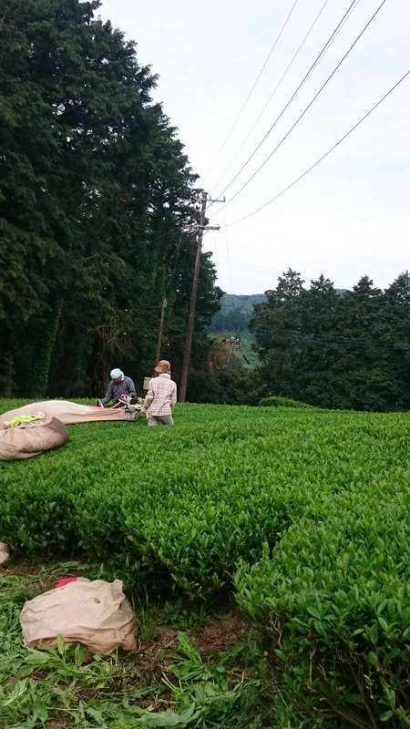 お茶刈りをしました。 お茶刈りをしました。