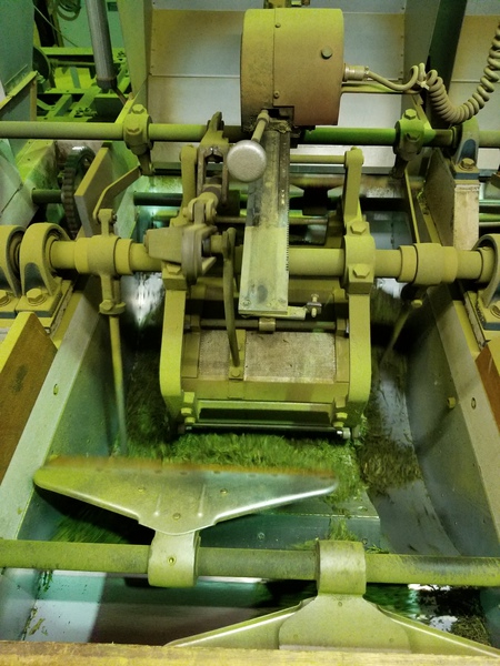 お茶刈りをしました。 お茶刈りをしました。