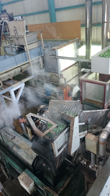 特選用のお茶と彩香のお茶を収穫しました。 特選用のお茶と彩香のお茶を収穫しました。