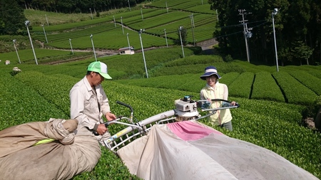 お茶刈りスタートしました♪ お茶刈りスタートしました♪