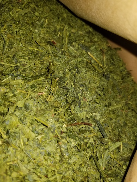 生葉を荒茶に加工しました。 生葉を荒茶に加工しました。