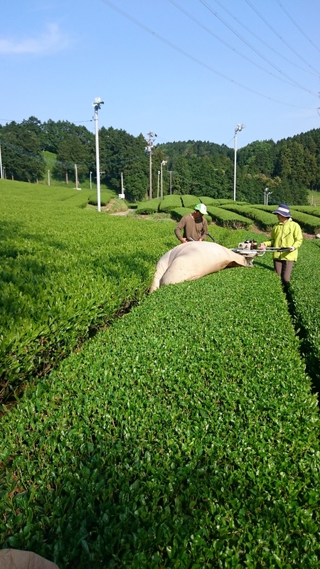 八十八夜のお茶を刈って揉みに入りました。 八十八夜のお茶を刈って揉みに入りました。