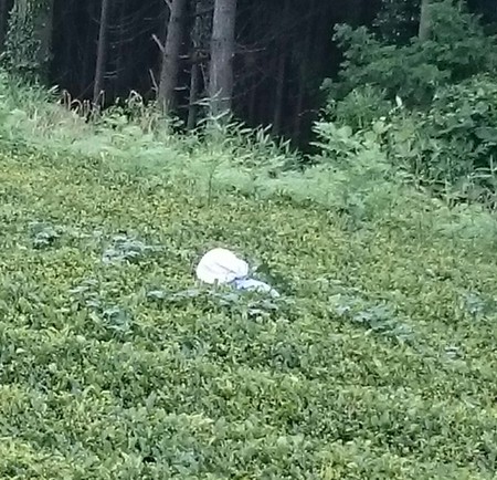 草刈りや草取りをしました。 草刈りや草取りをしました。