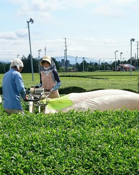紅茶にするお茶を刈りました。 紅茶にするお茶を刈りました。