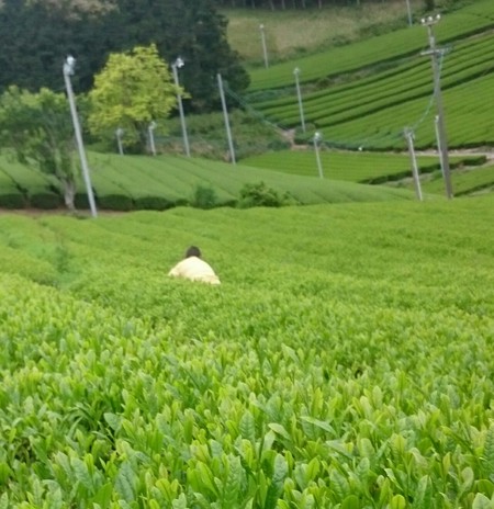 お茶刈りをしました。 お茶刈りをしました。