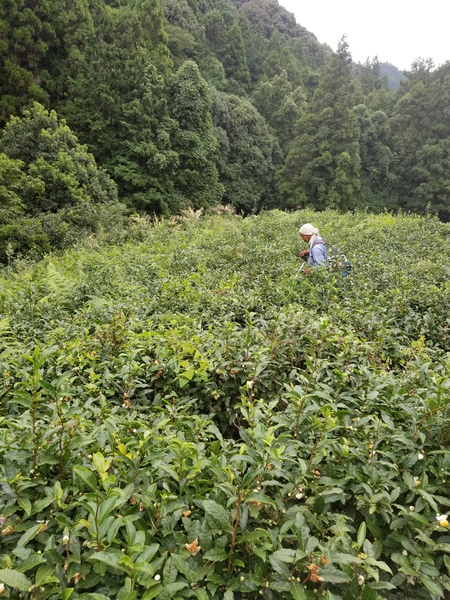 大代の畑で草取り&草刈りをしました。 大代の畑で草取り&草刈りをしました。