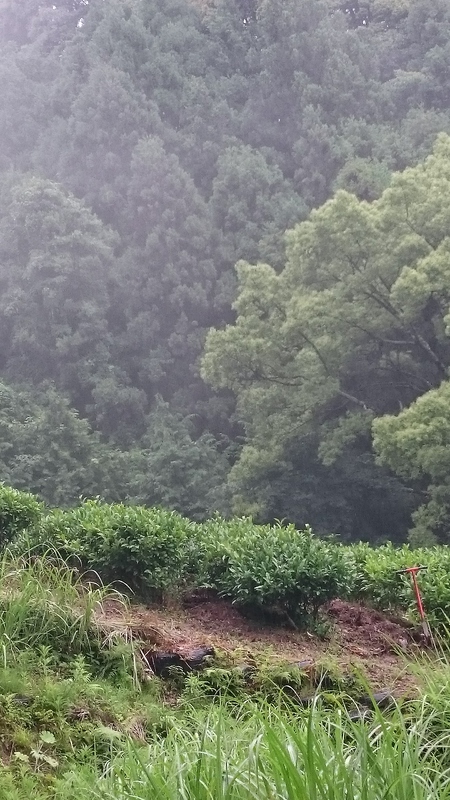 お茶畑の土を起こしました。 お茶畑の土を起こしました。