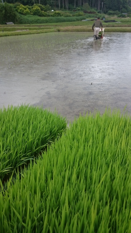 田植えをしてます。 田植えをしてます。