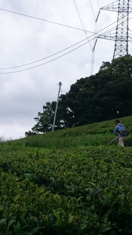 草刈りや草取りをしました。 草刈りや草取りをしました。