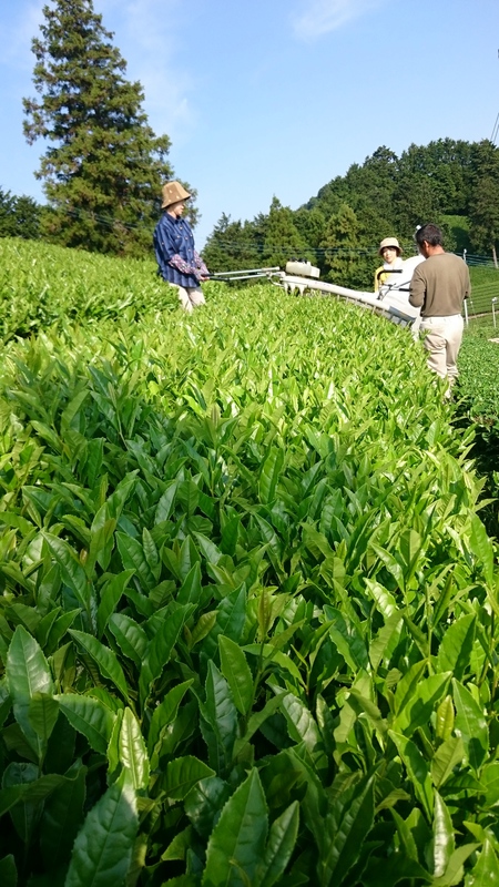 お茶刈りをしました。 お茶刈りをしました。