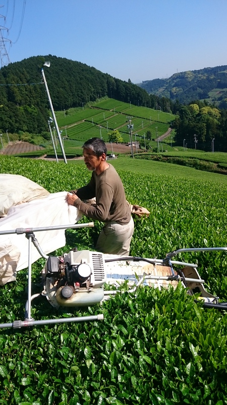 まるごと茶用のお茶を収穫しました。 まるごと茶用のお茶を収穫しました。