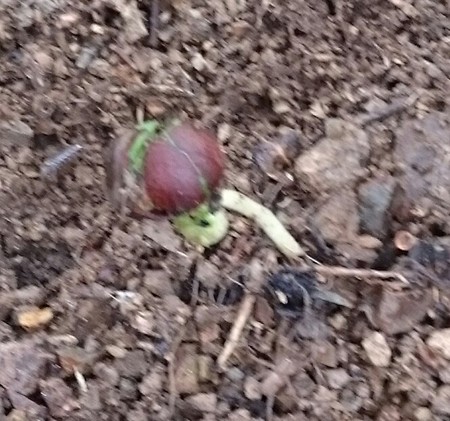 お茶の芽が少しずつ伸びています。 お茶の芽が少しずつ伸びています。