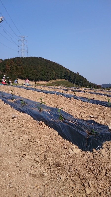 かなやみどりを植えました。 かなやみどりを植えました。