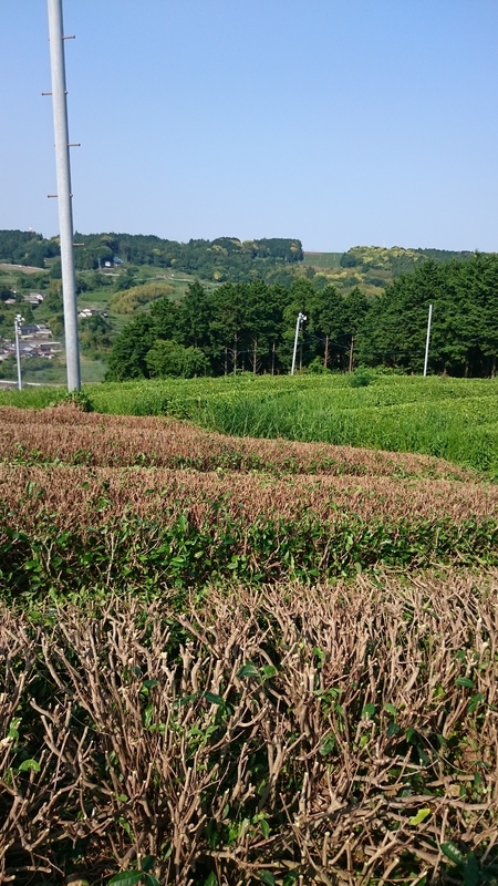 台切りしました 台切りしました