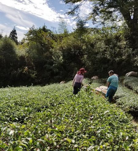お茶刈りをしました。 お茶刈りをしました。