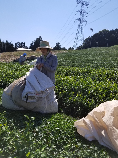 今日からお茶刈りを始めました。 今日からお茶刈りを始めました。