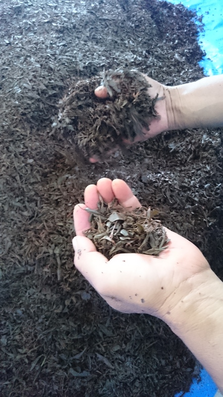 紅茶作りをしています。 紅茶作りをしています。