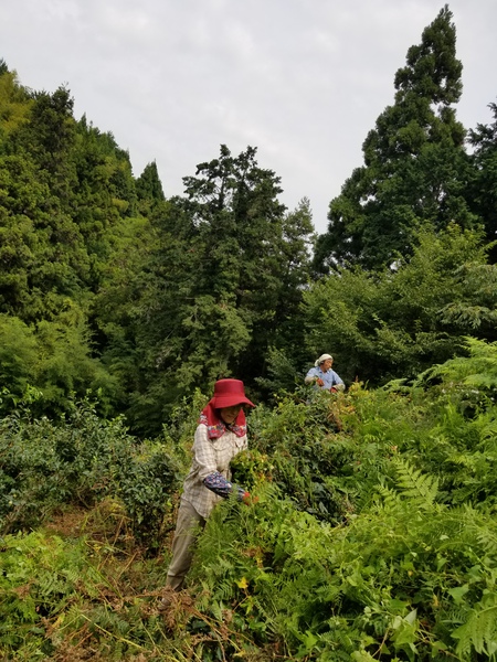 草取りをしました。 草取りをしました。