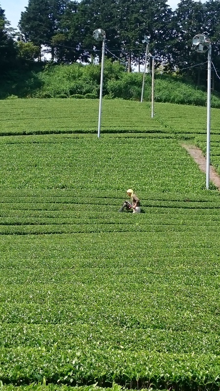 台切りをしました。 台切りをしました。