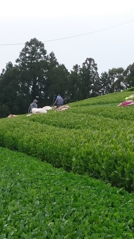 やぶきた用のお茶刈りをしました。 やぶきた用のお茶刈りをしました。