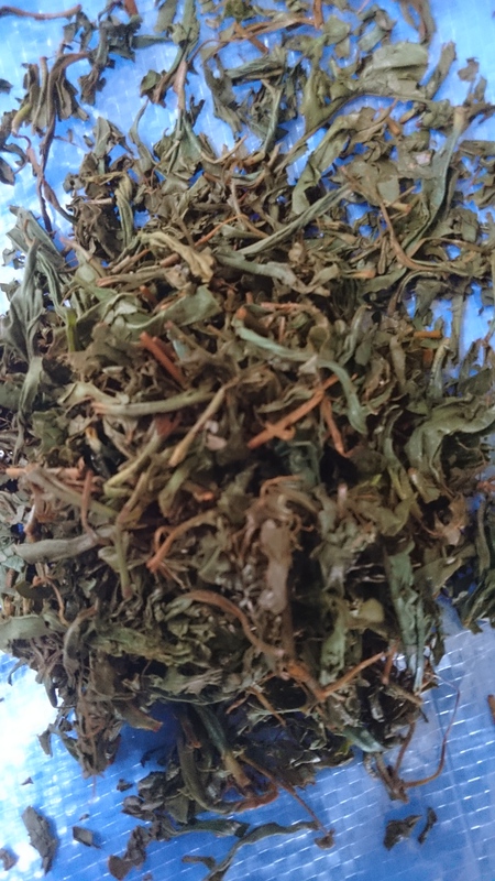 紅茶を作っています。 紅茶を作っています。