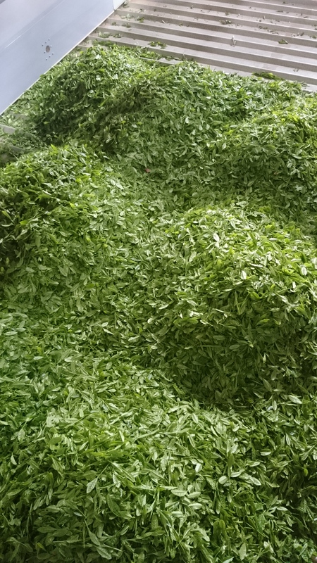 今年最初のお茶刈りをしました。 今年最初のお茶刈りをしました。