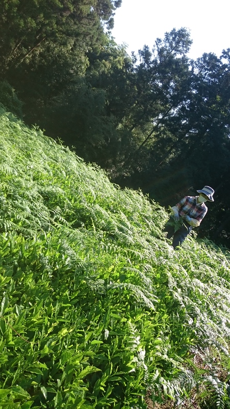 草取りやお茶刈りをしました。 草取りやお茶刈りをしました。