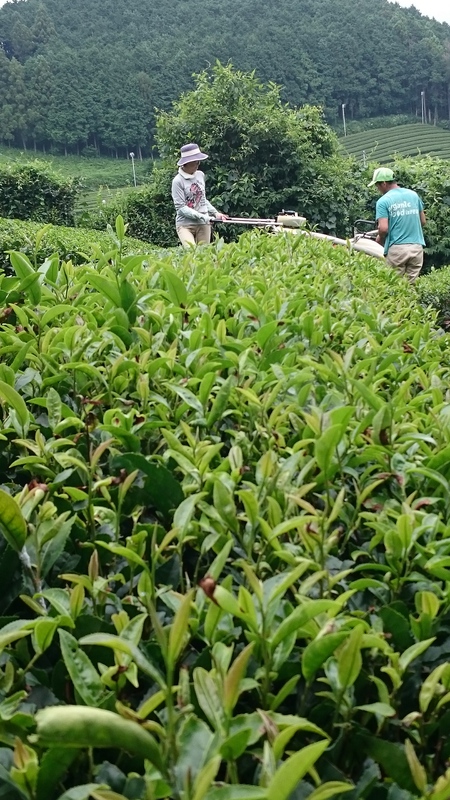 お茶刈りをしました。 お茶刈りをしました。