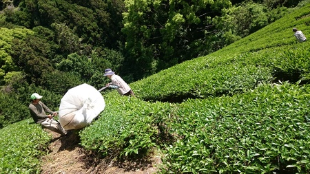 実生のお茶刈りと仕上げ加工をしました。 実生のお茶刈りと仕上げ加工をしました。