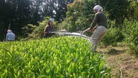 八十八夜のお茶刈り&荒茶に加工。 八十八夜のお茶刈り&荒茶に加工。