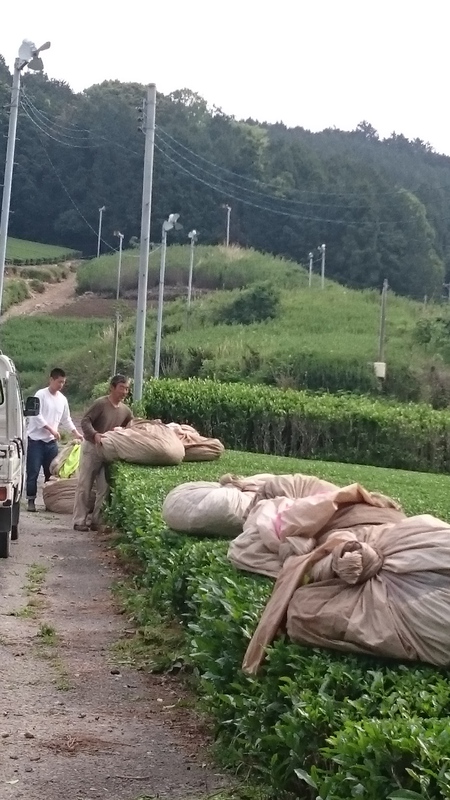 お茶刈りをしました。 お茶刈りをしました。