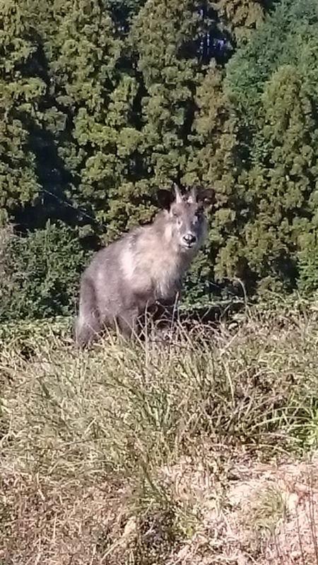 ニホンカモシカを見ました。 ニホンカモシカを見ました。