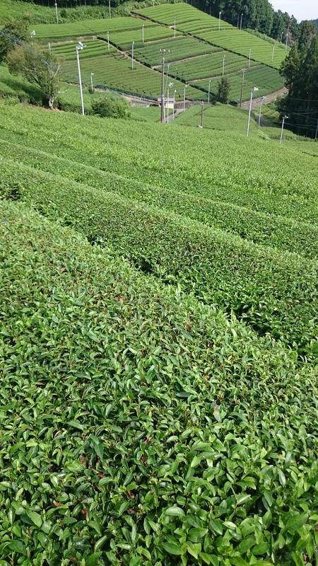 茶の木を落としました。 茶の木を落としました。