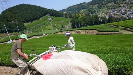 お茶刈りをしました。 お茶刈りをしました。