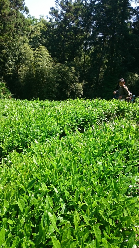 草取りやお茶刈りをしました。 草取りやお茶刈りをしました。