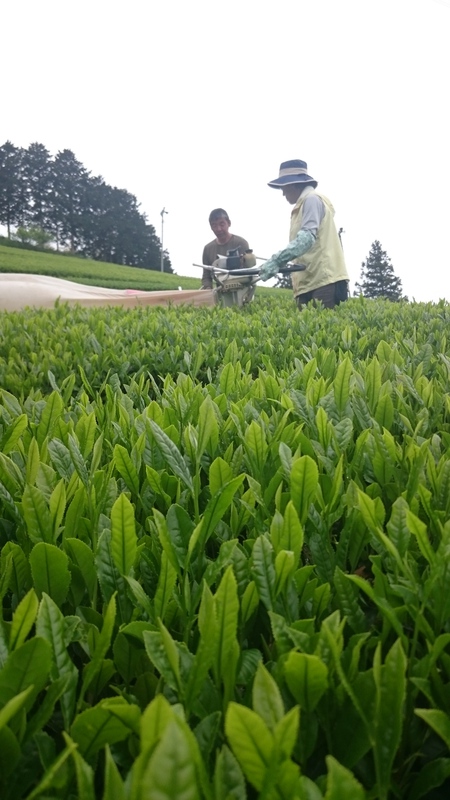 本日もお茶刈りしました。 本日もお茶刈りしました。