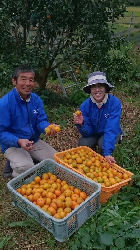 無農薬自然栽培のみかんを収穫しました。 無農薬自然栽培のみかんを収穫しました。