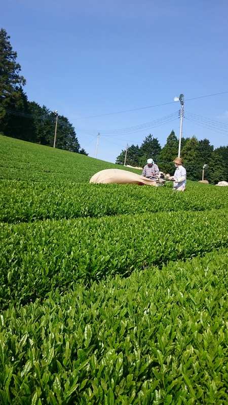 お茶刈りをしました。 お茶刈りをしました。