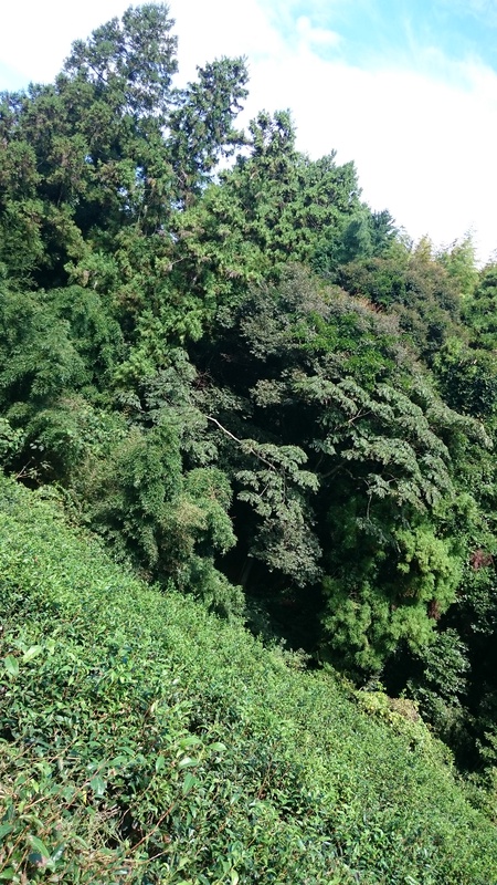 ボランティアさんと榛原にある畑を草取りしました。 ボランティアさんと榛原にある畑を草取りしました。