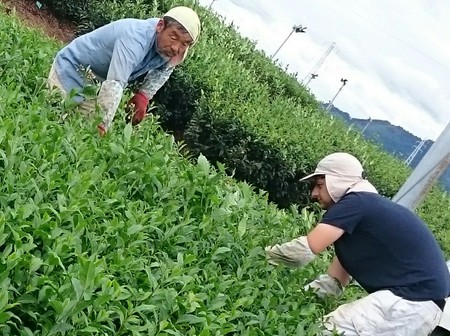 ボランティアさん草取りをしました。 ボランティアさん草取りをしました。