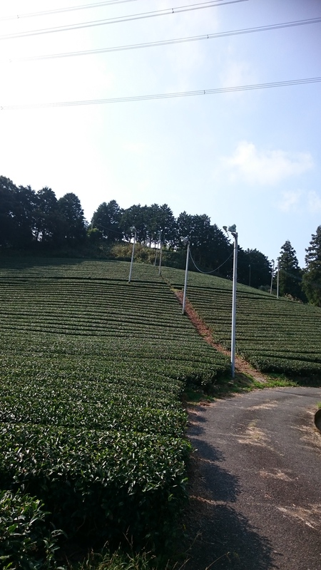 茶畑が綺麗になりました。 茶畑が綺麗になりました。