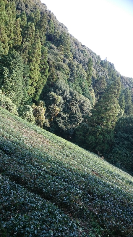 ならしをしました。 ならしをしました。